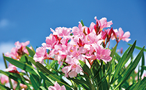 キョウチクトウ