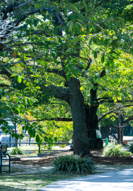 京橋川 東部河岸緑地
