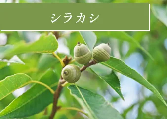 シラカシ