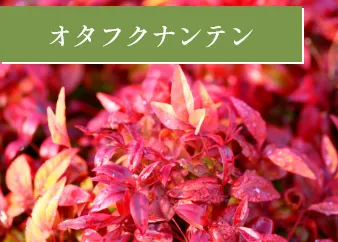 オタフクナンテン