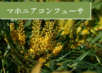 マホニアコンフューサ