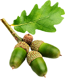 どんぐりのイメージ