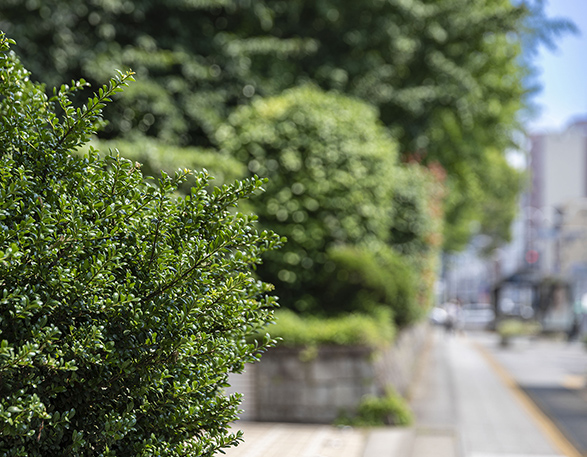 現地周辺の街並